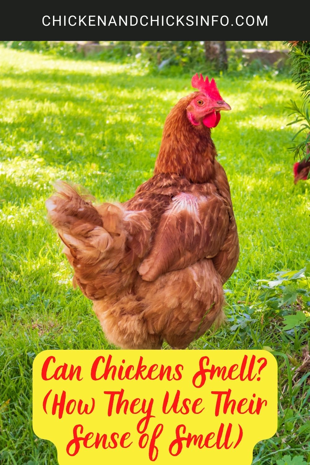 Can Chickens Smell? (How They Use Their Sense of Smell) Chicken & Chicks Info