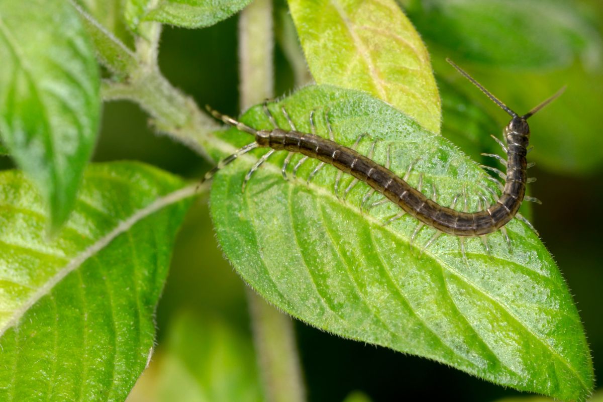 A gray centipede on a green leaf.