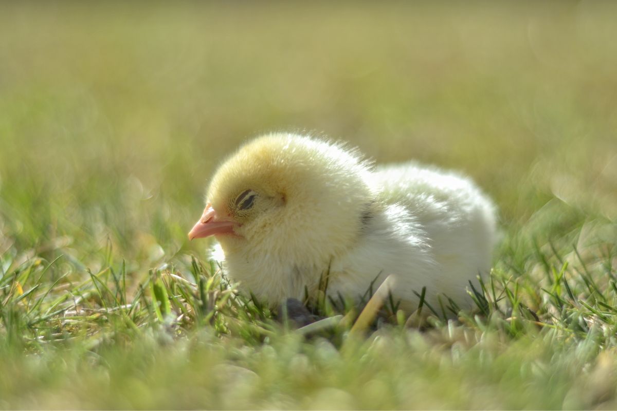 A cute chick sleeping on a meadow.