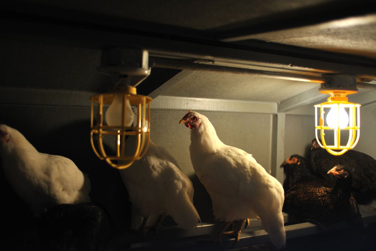 Chickens in a coop with lightning.