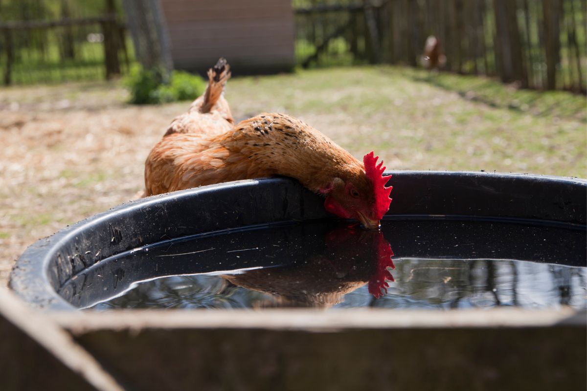 A brown chicken drinking water from a container.