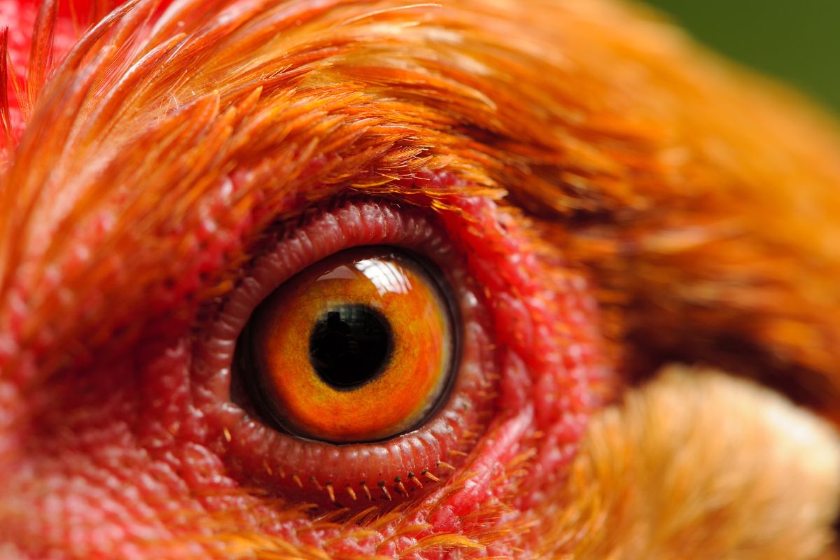 A close-up of a chicken eye.