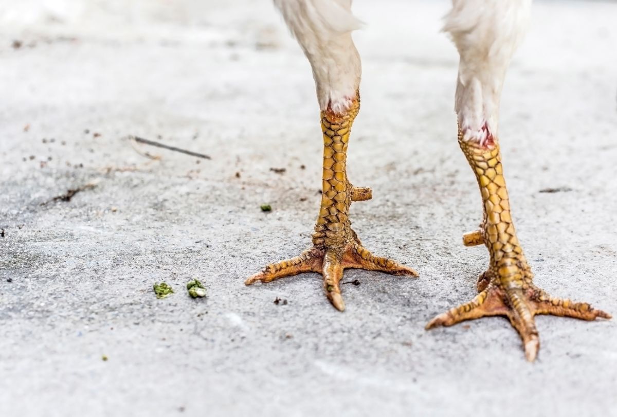 A close-up of chicken feet.