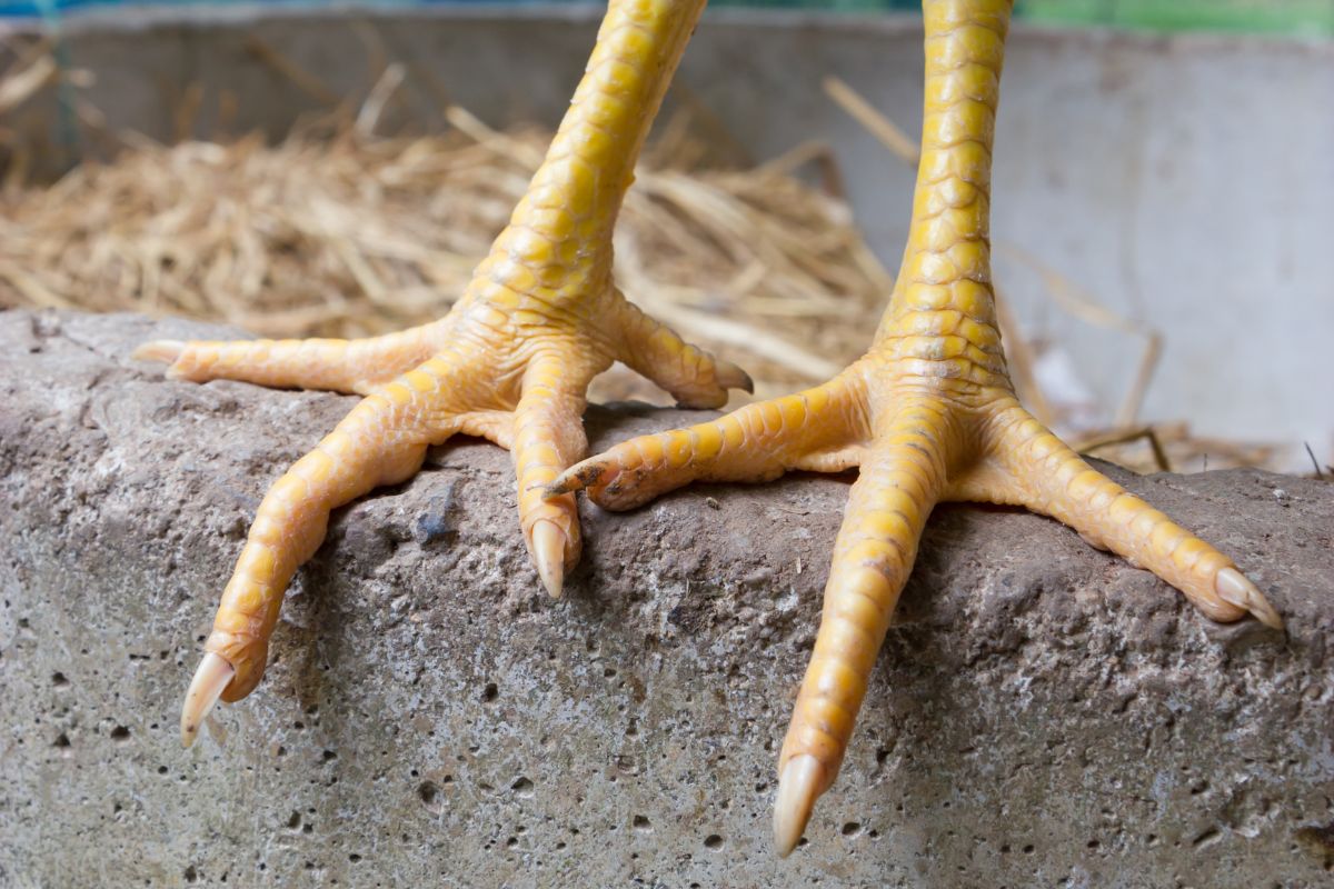 A close-up of chicken feet.