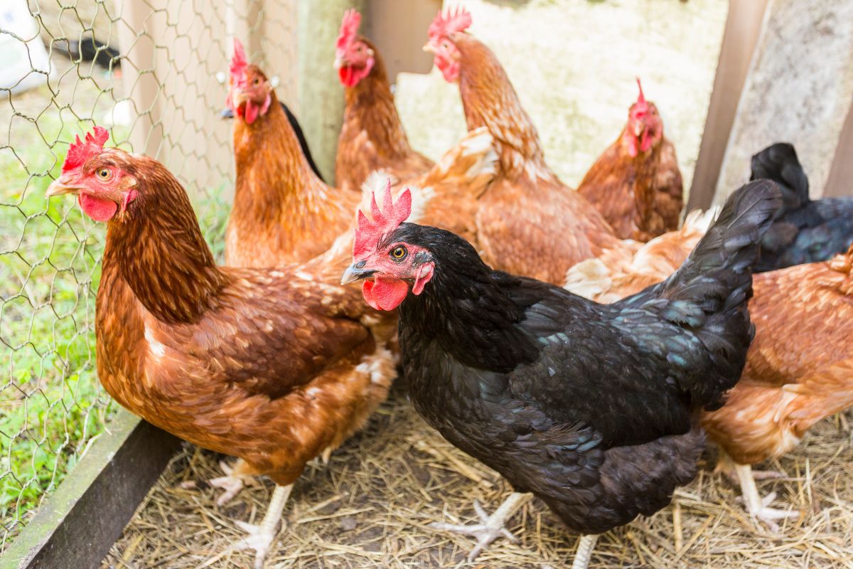 A chicken flock looking through a coop fence.