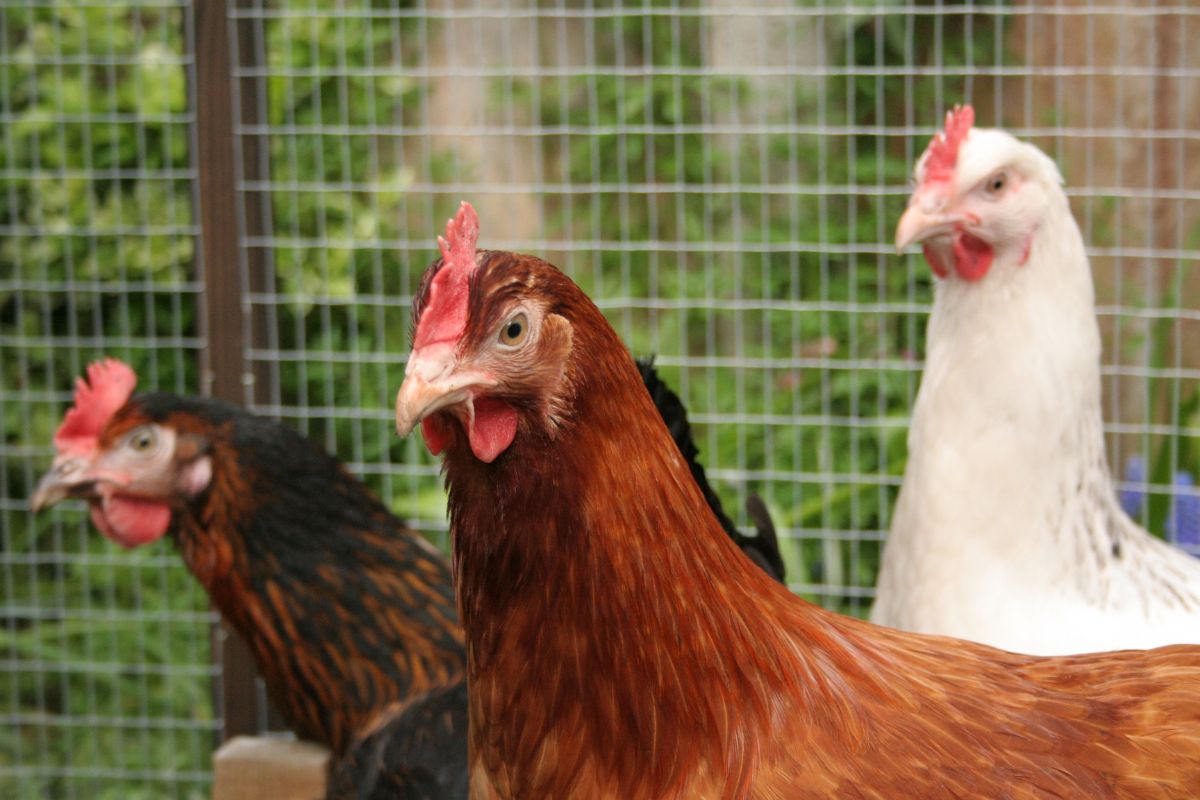 A close-up of a chicken head.