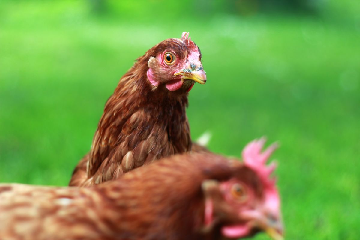 Two brown chickens on pasture.