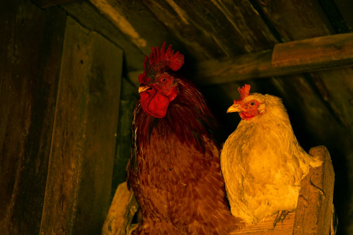 Rooster and a chicken in a coop during the night.