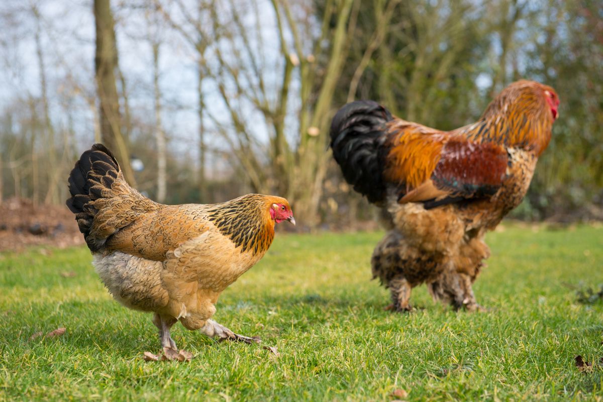 A brown chicken and a rooster walking on pasture.