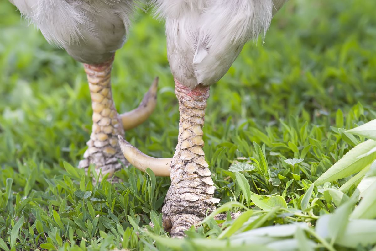 A close-up of chicken spurs.