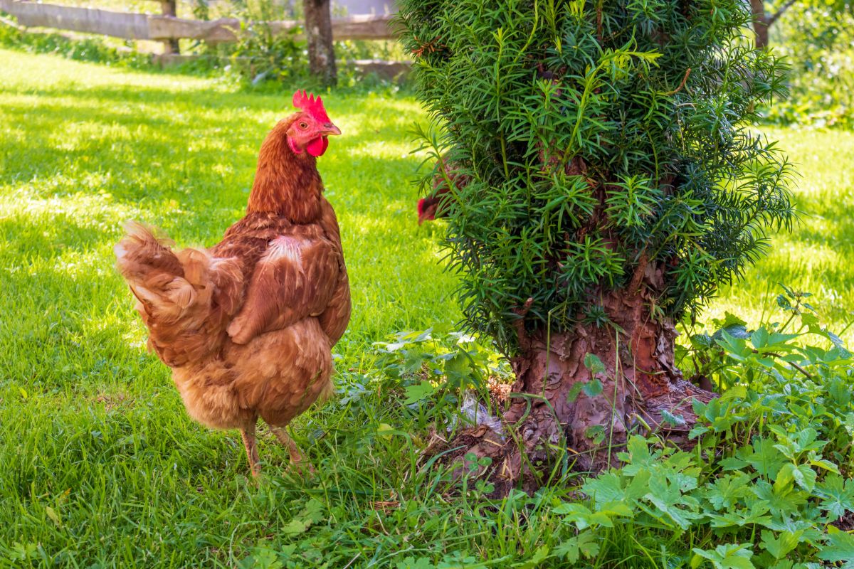 A brown chicken standing on green grass next to a tree.