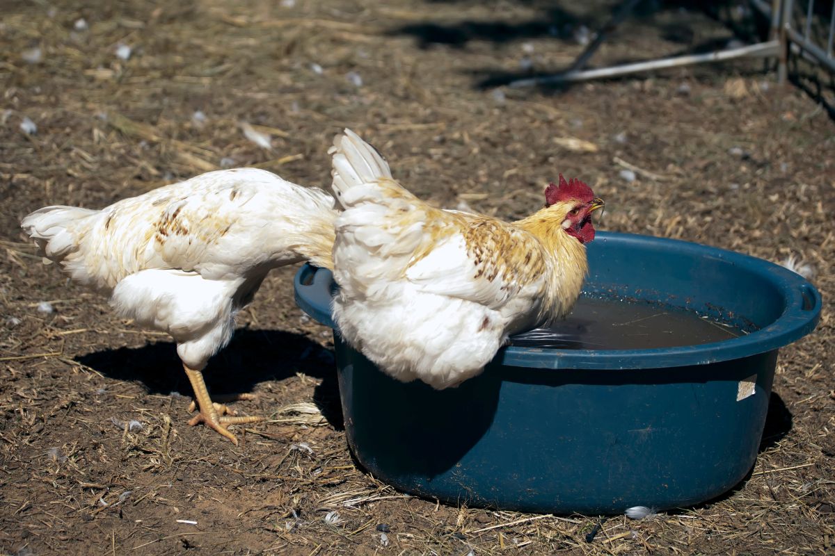 Two chickens drinking water from a blue container in a backyard.