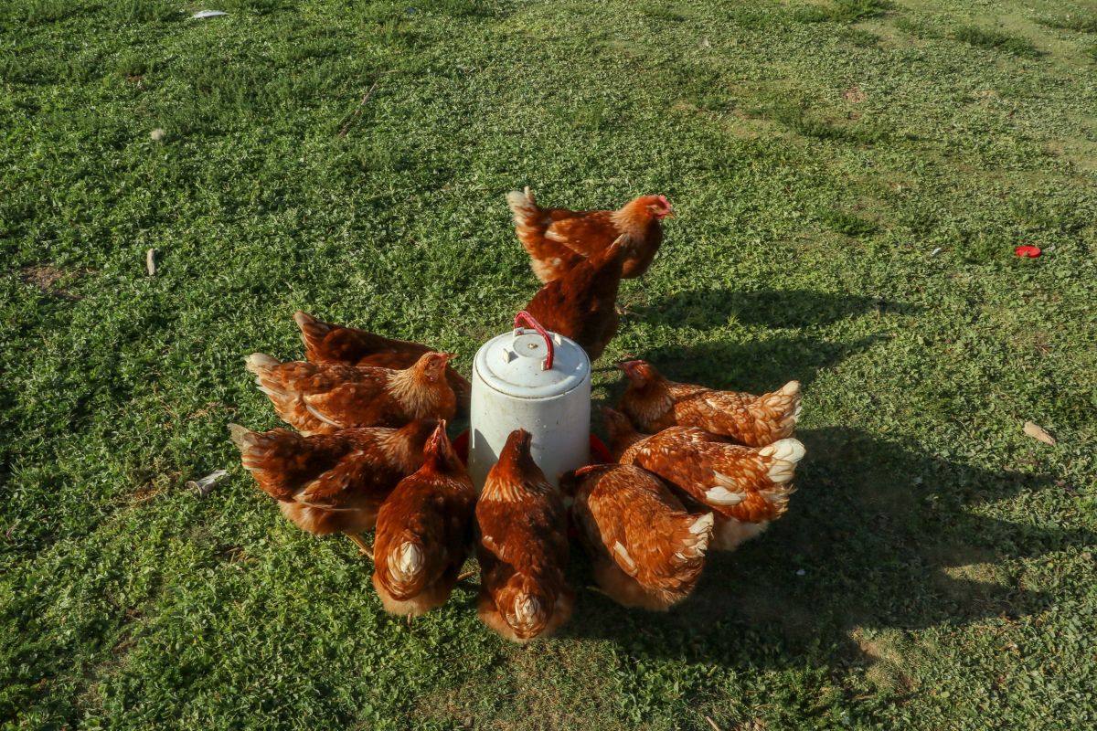 A chicken flock drinking water from a waterer in a backyard.