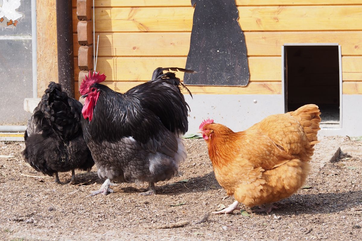 A chicken flock in a backyard next to a coop.