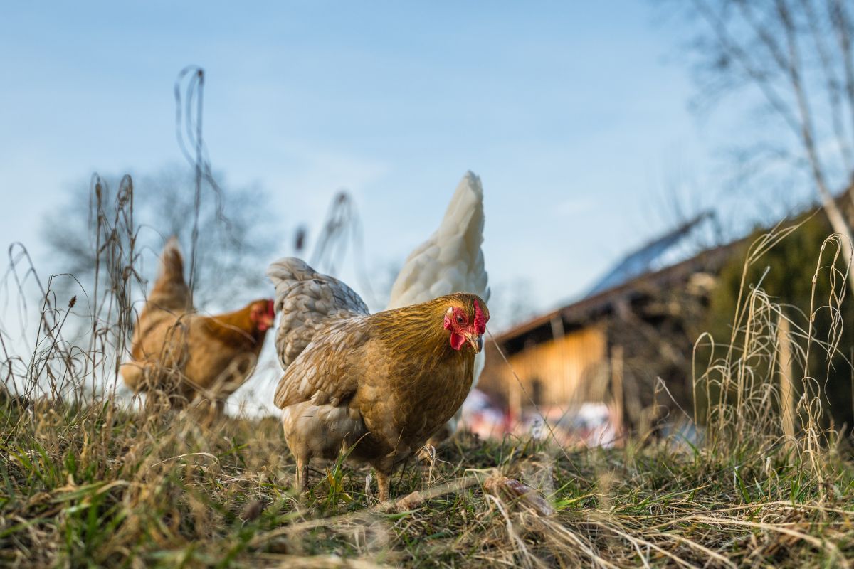 Three chickens looking for food on a pasture.