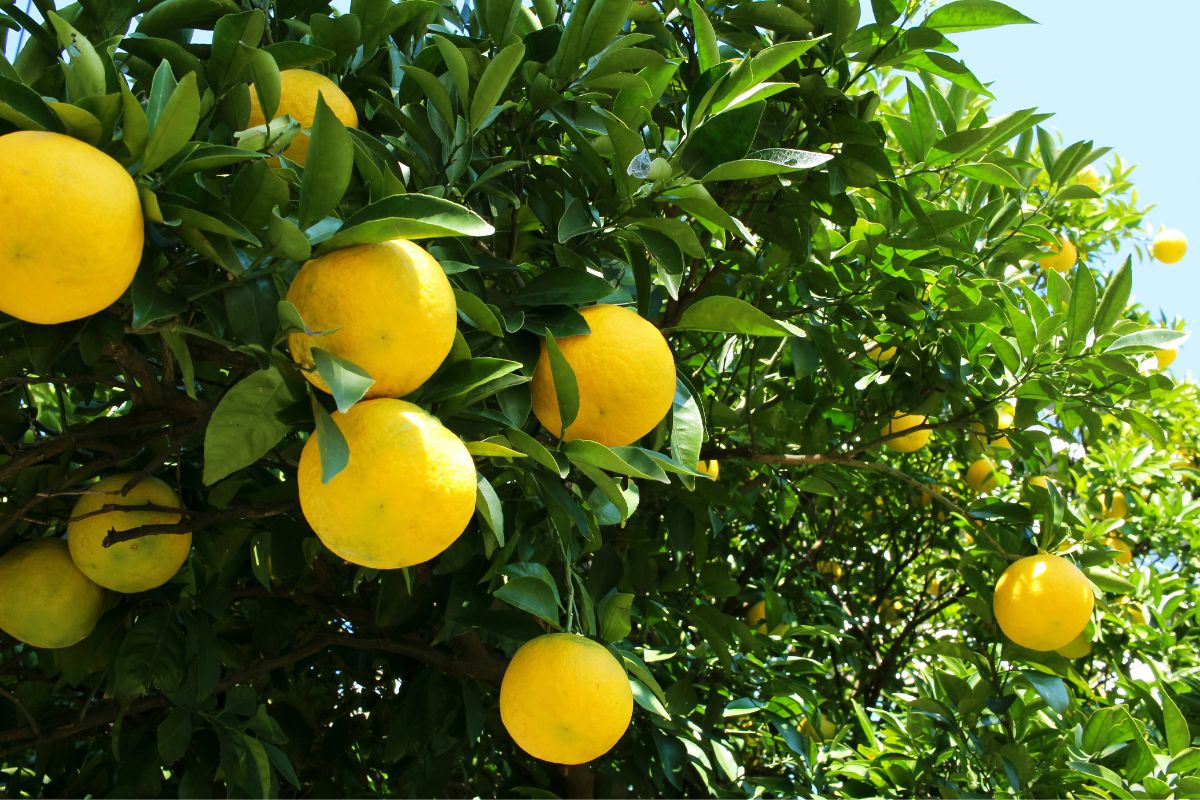 A citrus tree with ripe organic fruits.