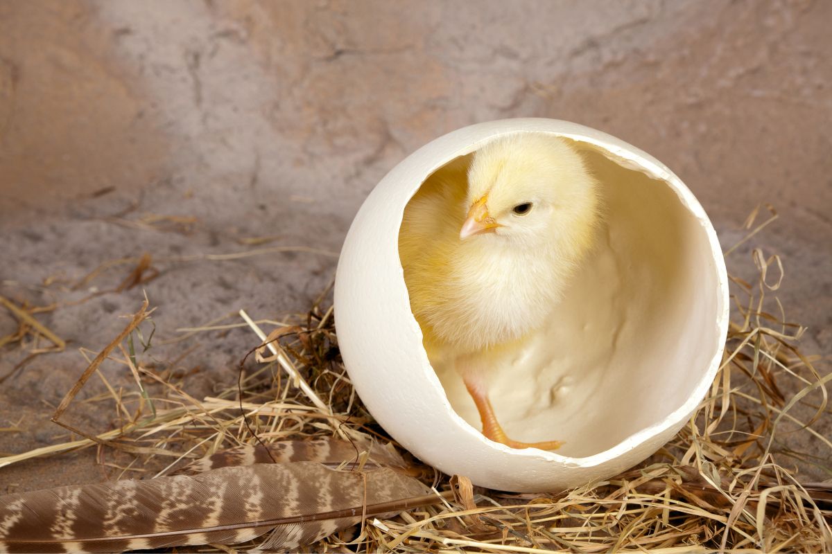 A cute little chick in a big shell.