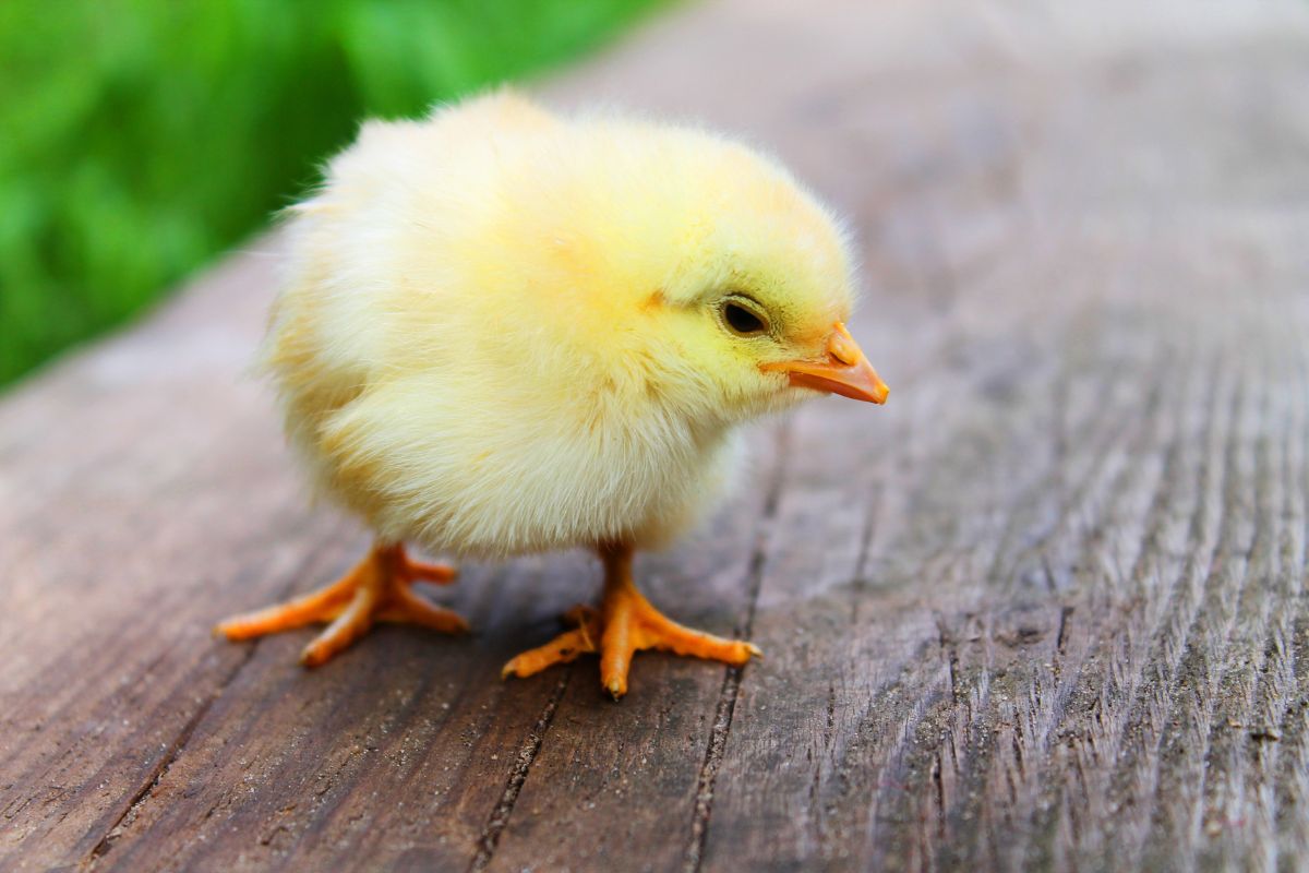 A cute little chick on a wooden board.