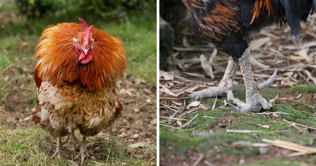 Do All Roosters Have Spurs? (Surprising Facts) Chicken & Chicks Info