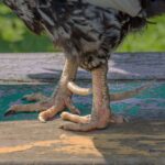 Rooster legs with spurs close-up.