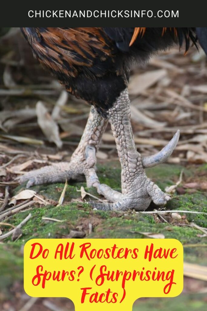 Do All Roosters Have Spurs? (Surprising Facts) Chicken & Chicks Info