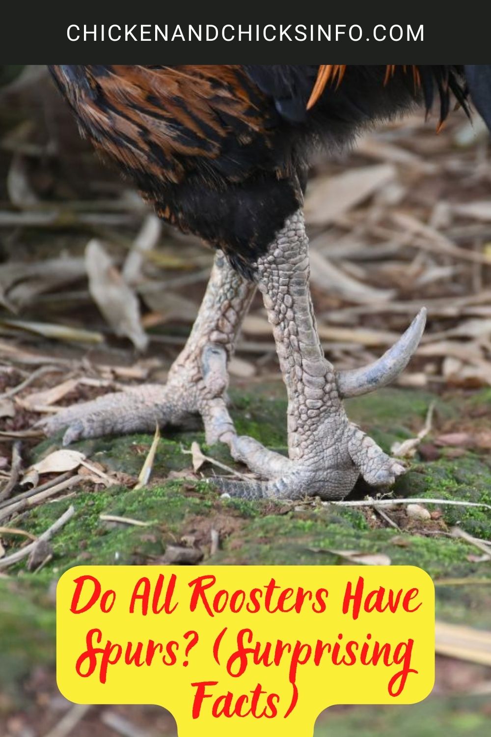 Do All Roosters Have Spurs? (Surprising Facts) poster.
