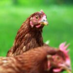 Two brown chickens on pasture.