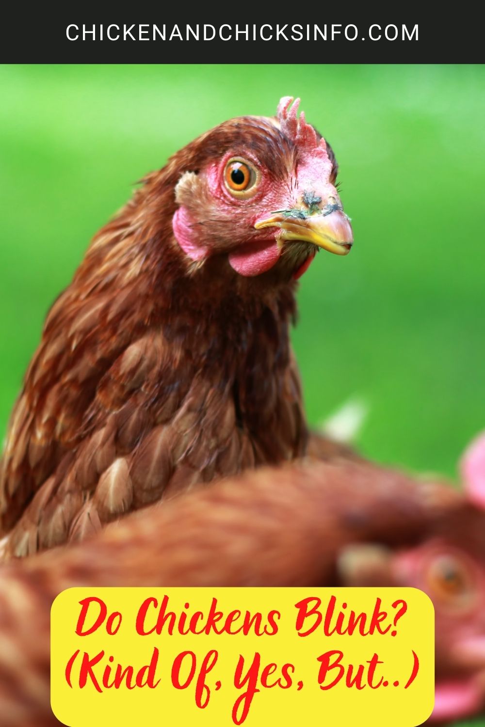 Do Chickens Blink? (Kind Of, Yes, But..) poster.

