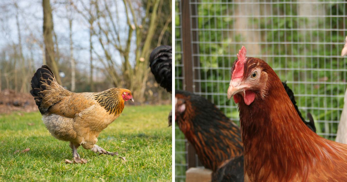 Do Chickens Burp? (They Do, Here's Why) - Chicken & Chicks Info