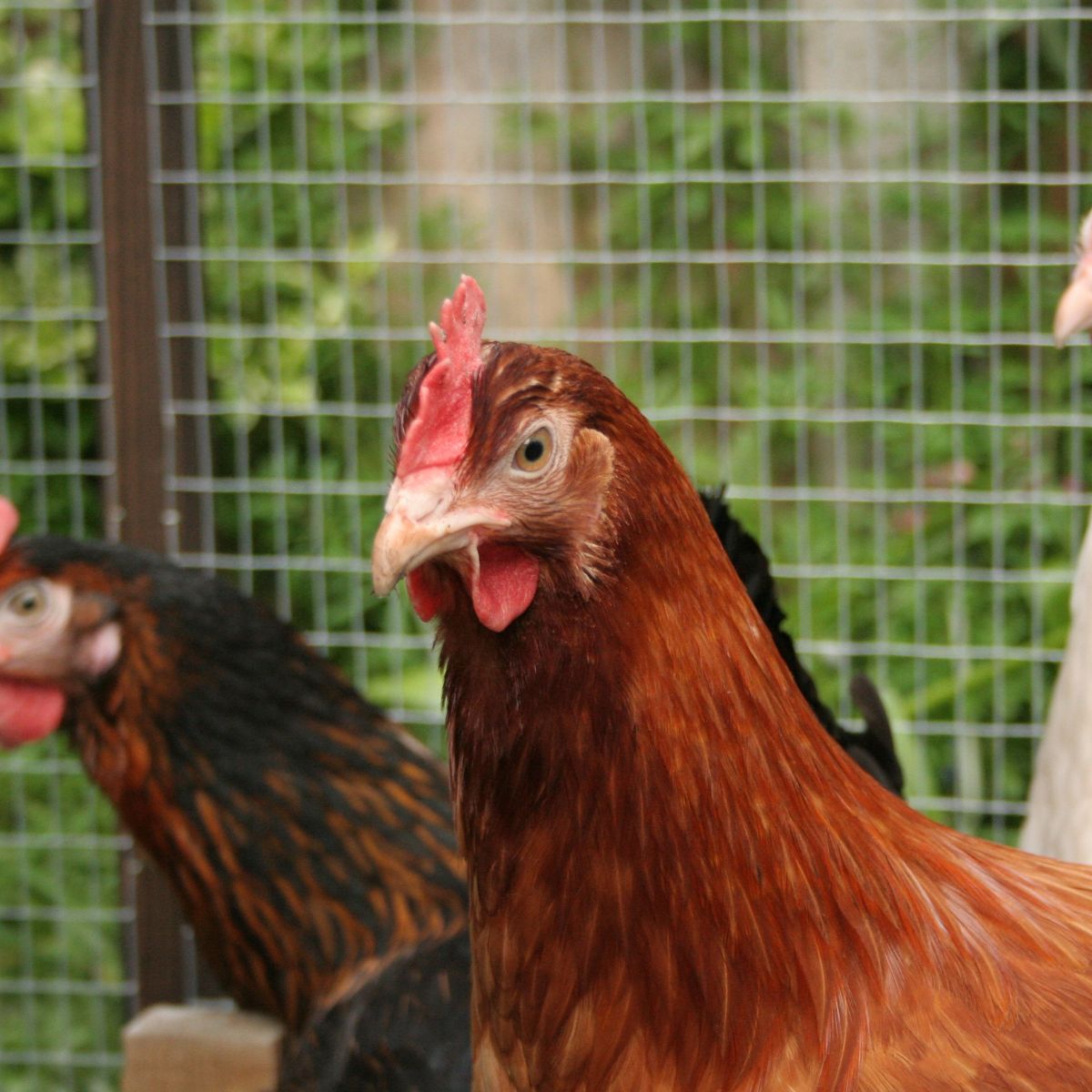 Red Star Chickens: Size, Egg Laying, Facts… - Chicken & Chicks Info