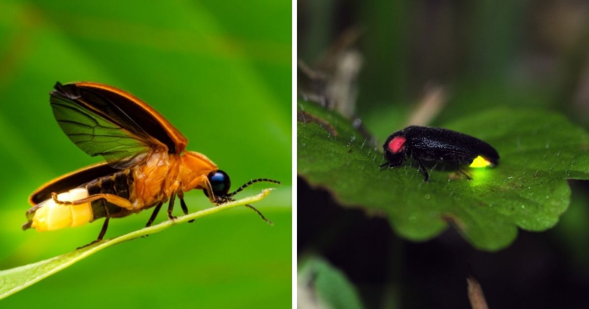 Do Chickens Eat Fireflies? (Why They're Toxic) - Chicken & Chicks Info