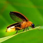 A close-up of a firefly on a leaf.