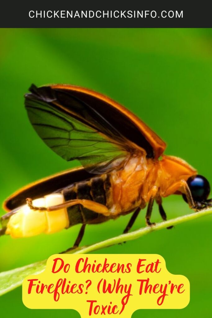 Do Chickens Eat Fireflies? (Why They're Toxic) - Chicken & Chicks Info