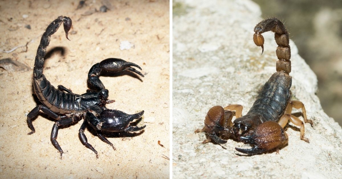 Do Chickens Eat Scorpions? (Risk & Reward) Chicken & Chicks Info