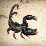 Black scorpion on rocky soil.