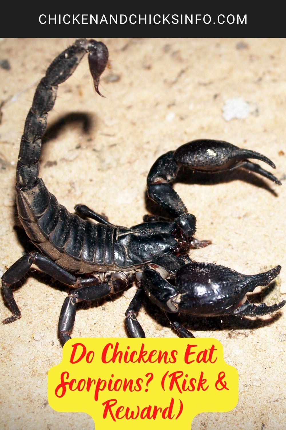 Do Chickens Eat Scorpions? (Risk & Reward) poster.
