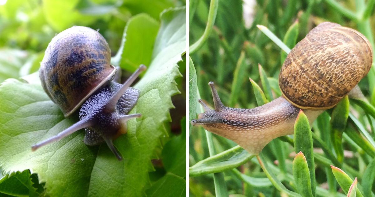 Do Chickens Eat Snails? + Other Garden Bugs Chicken & Chicks Info