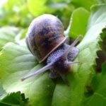 A garden snail on a green leaf.