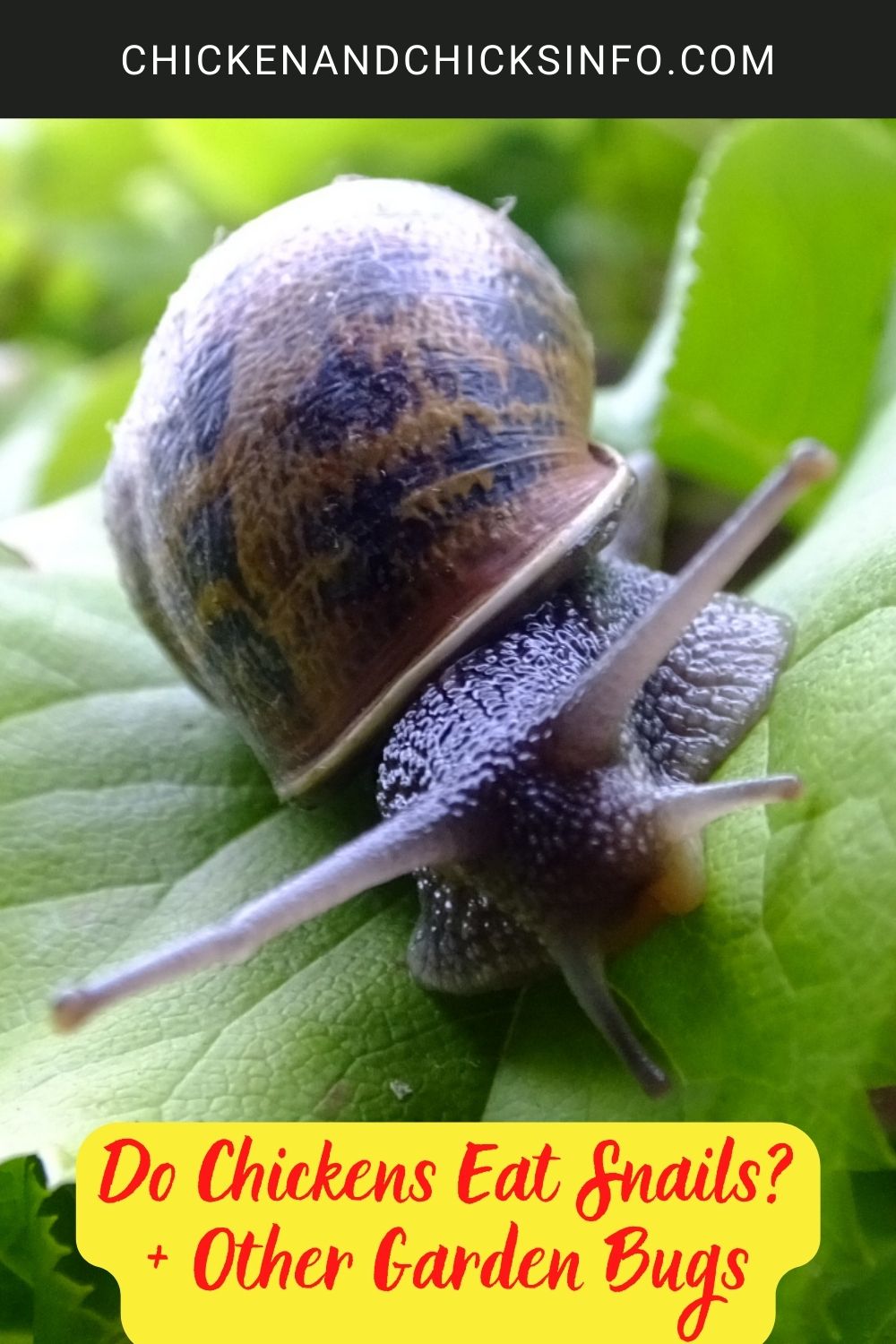 Do Chickens Eat Snails? + Other Garden Bugs poster.
