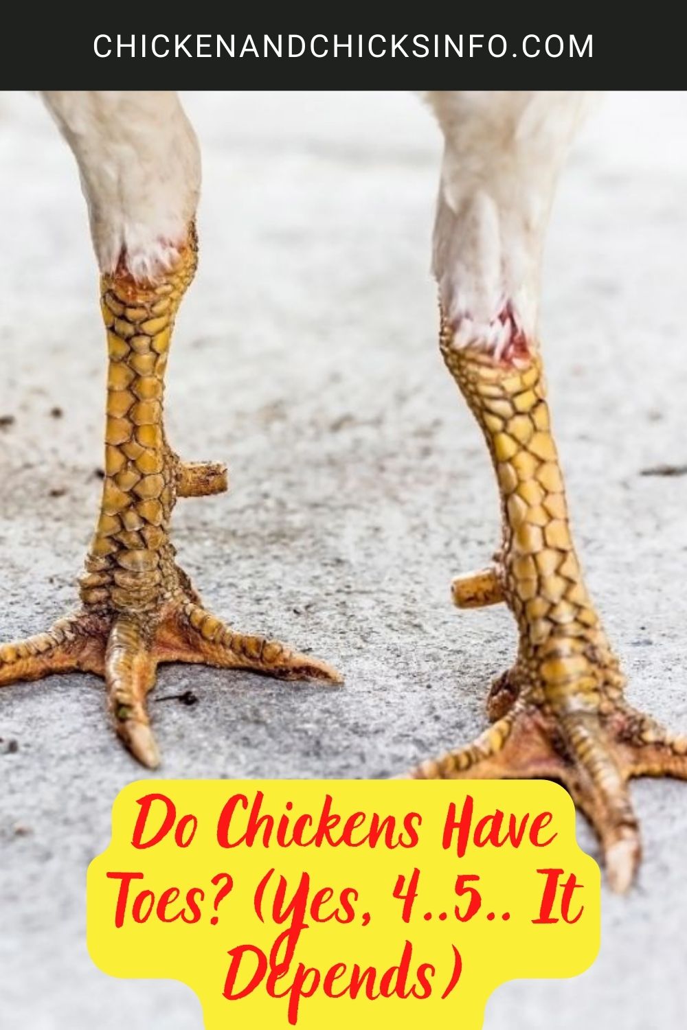 Do Chickens Have Toes? (Yes, 4..5.. It Depends) poster.
