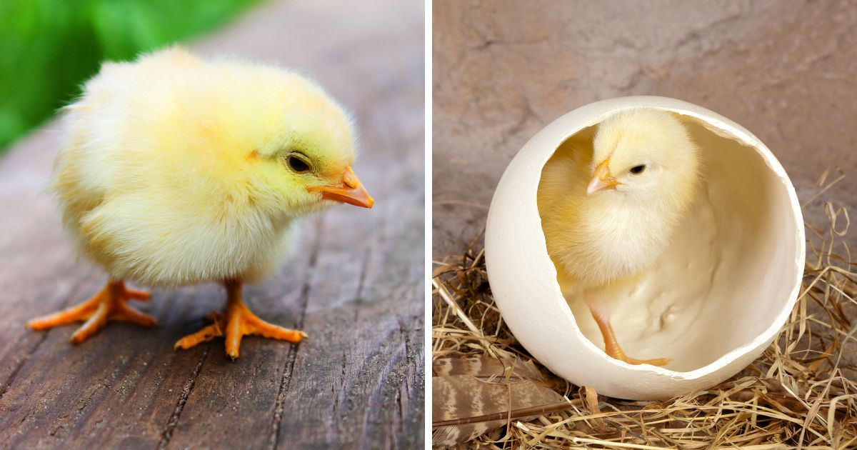 Do Chickens Have Umbilical Cords? (& Belly Buttons) Chicken & Chicks Info