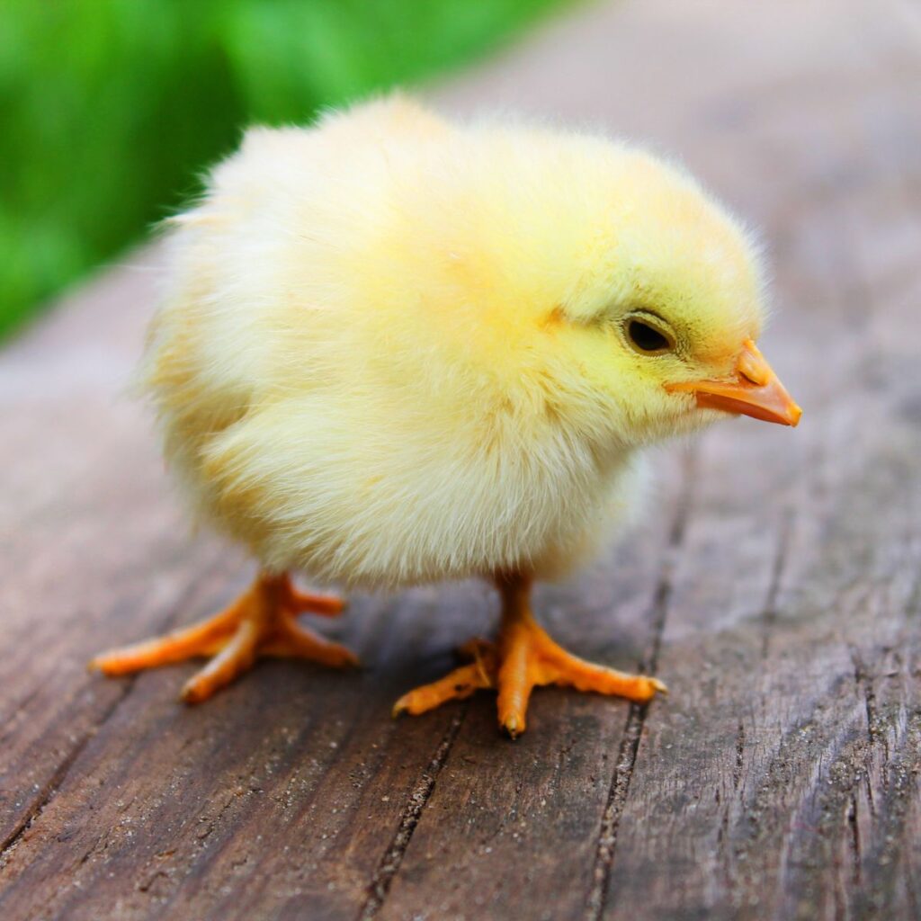 Do Hens Have Spurs? (Some Do, Yes!) - Chicken & Chicks Info