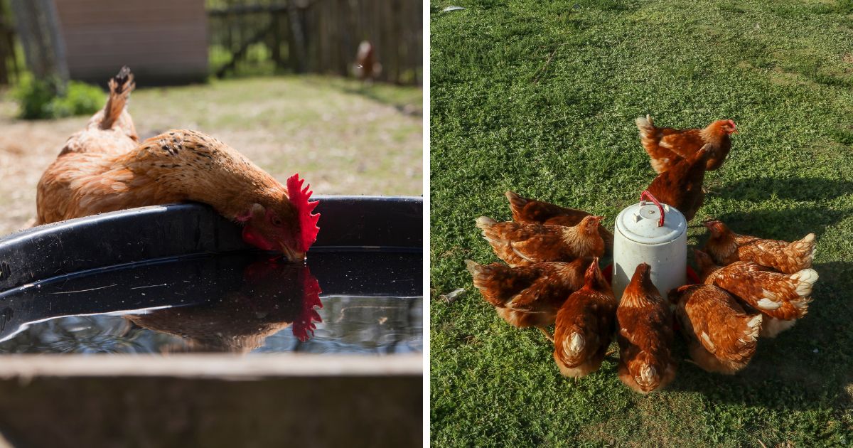 Do Chickens Need Water at Night? Chicken & Chicks Info