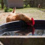 A brown chicken drinking water from a container in a backyard.