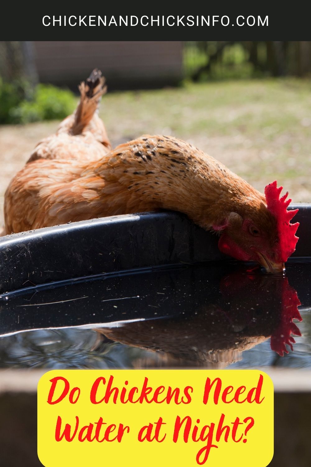 Do Chickens Need Water at Night? poster.
