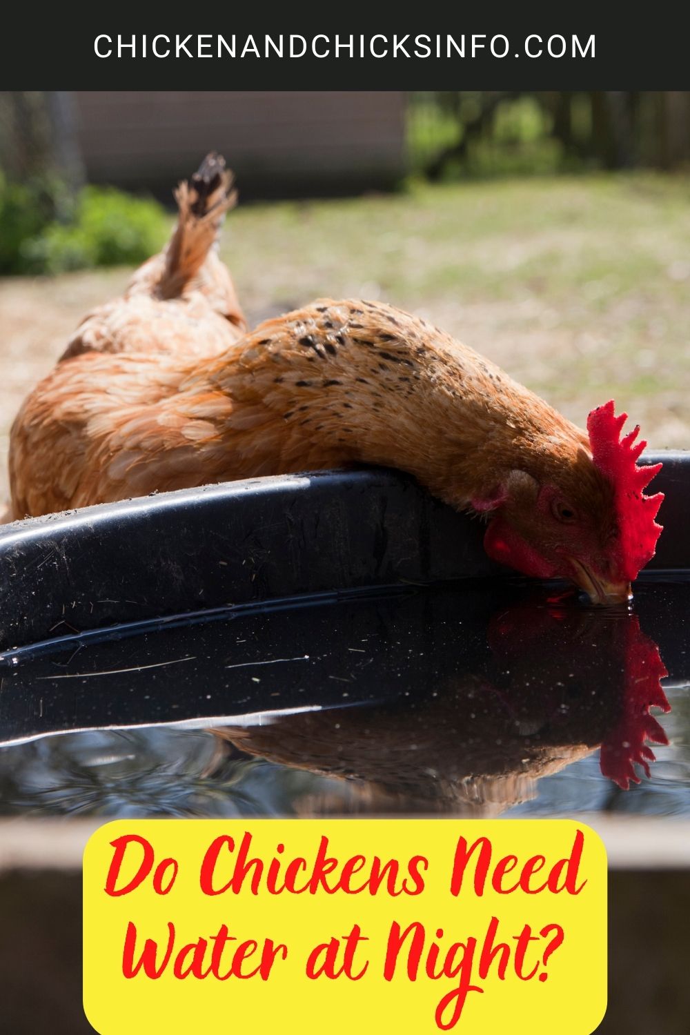 Do Chickens Need Water at Night? Chicken & Chicks Info