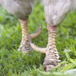 A close-up of chicken spurs.