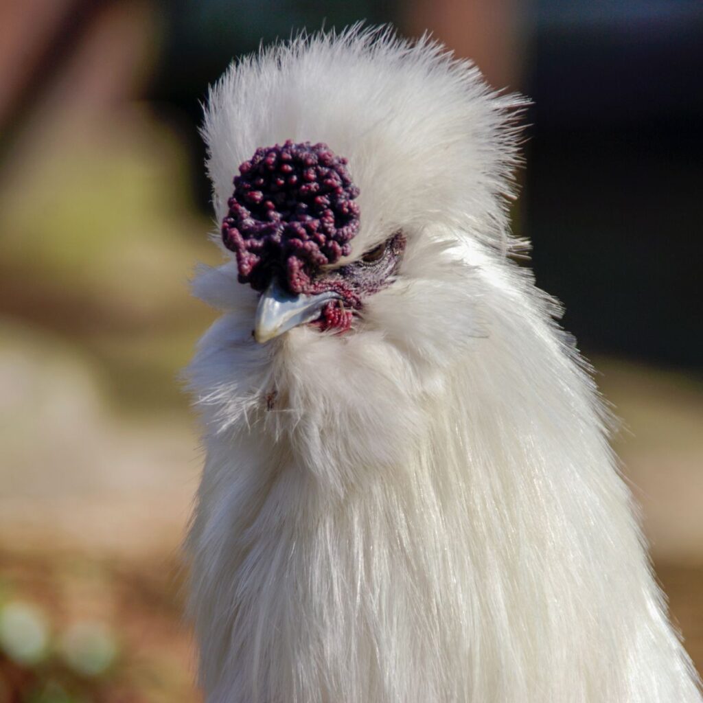 Do Chickens Eat Snails? + Other Garden Bugs Chicken & Chicks Info