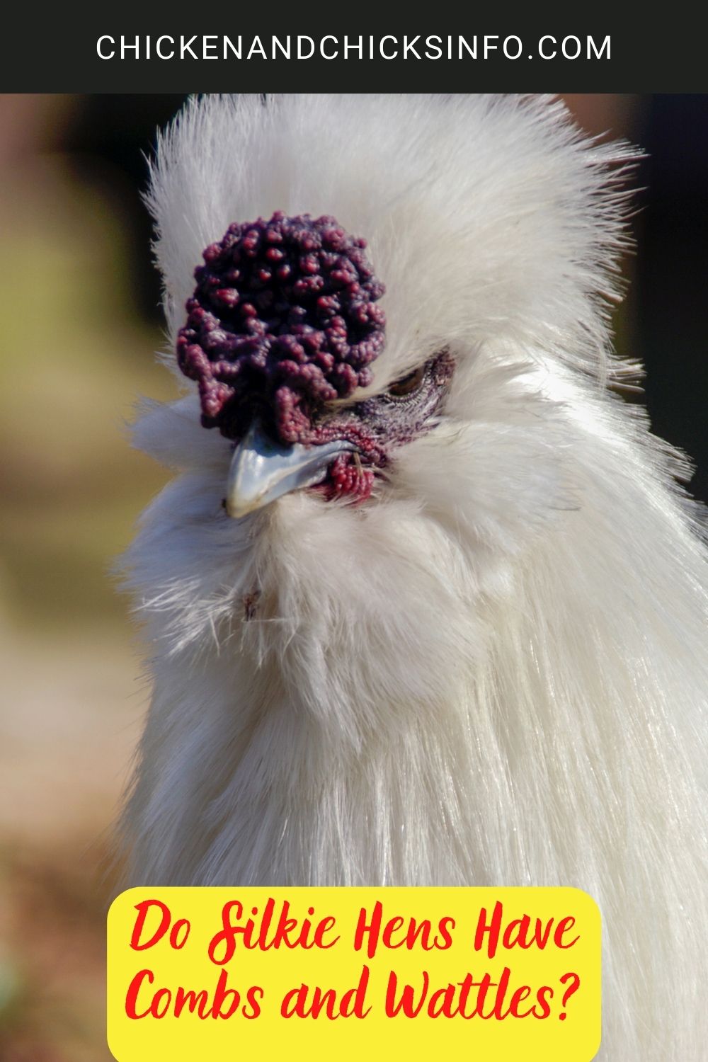 Do Silkie Hens Have Combs and Wattles? poster.
