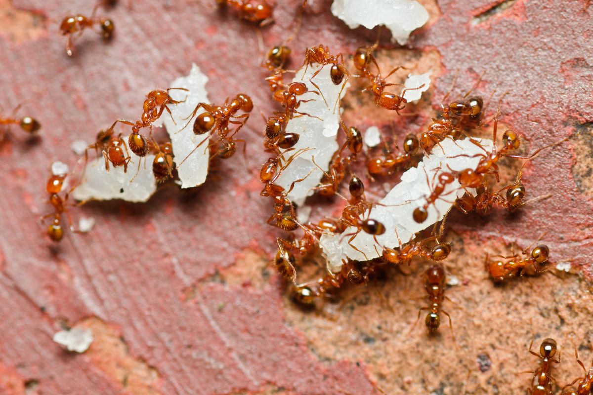 A bunch of fire ants harvesting food.